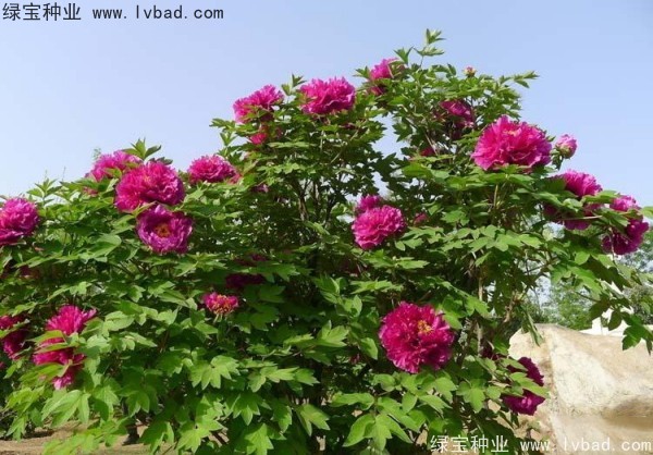<a href='http://m.zishuwang.com.cn/linmuzhongzi/1785.html' target='_blank'>牡丹種子</a>