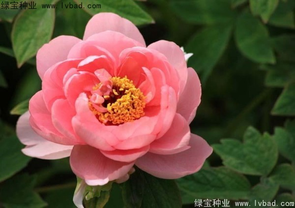 牡丹<a href='http://m.zishuwang.com.cn/' target='_blank'>種子</a>