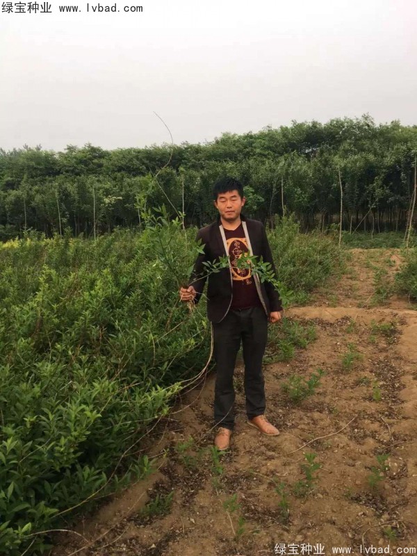 <a href='http://m.zishuwang.com.cn/linmuzhongzi/1787.html' target='_blank'>連翹種子</a>