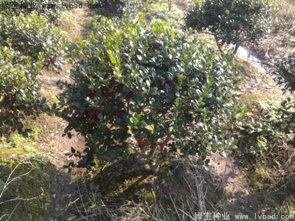 <a href='http://m.zishuwang.com.cn/linmuzhongzi/1797.html' target='_blank'>枸骨</a><a href='http://m.zishuwang.com.cn/' target='_blank'>種子</a>