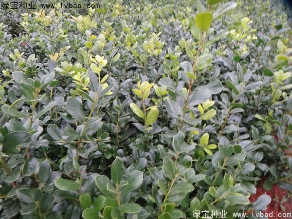 <a href='http://m.zishuwang.com.cn/linmuzhongzi/1797.html' target='_blank'>枸骨種子</a>