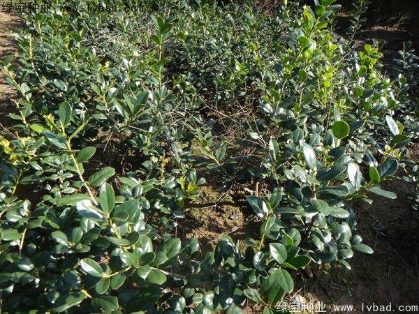 枸骨<a href='http://m.zishuwang.com.cn/' target='_blank'>種子</a>