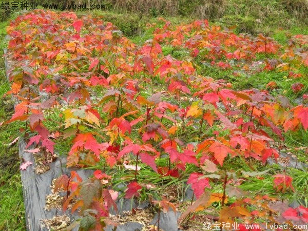 美國(guó)<a href='http://m.zishuwang.com.cn/linmuzhongzi/1706.html' target='_blank'>紅楓</a><a href='http://m.zishuwang.com.cn/' target='_blank'>種子</a>