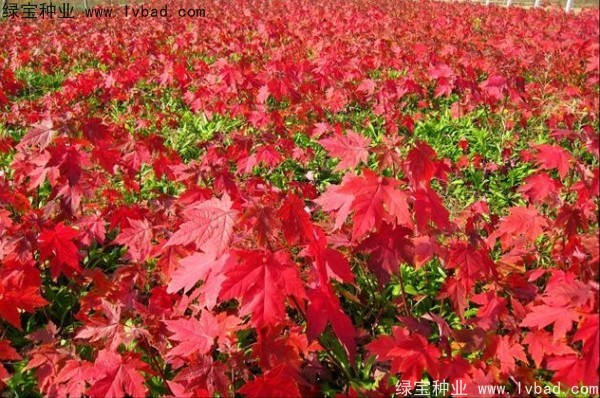 美國(guó)<a href='http://m.zishuwang.com.cn/linmuzhongzi/1706.html' target='_blank'>紅楓種子</a>