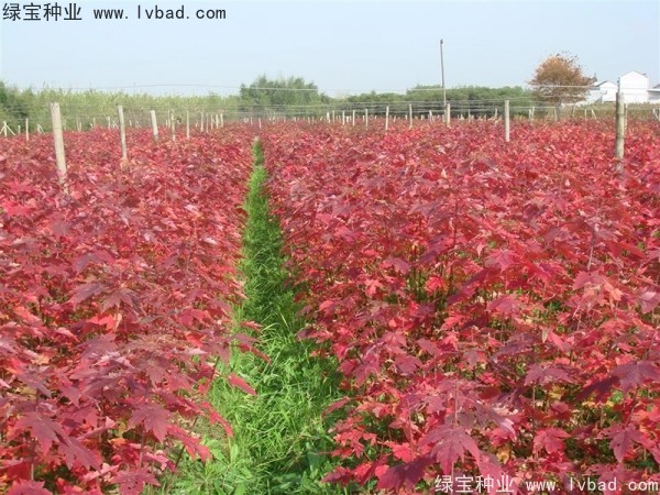 <a href='http://m.zishuwang.com.cn/linmuzhongzi/1798.html' target='_blank'>美國(guó)紅楓</a><a href='http://m.zishuwang.com.cn/' target='_blank'>種子</a>