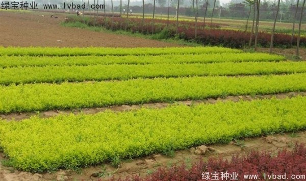 <a href='http://m.zishuwang.com.cn/linmuzhongzi/1804.html' target='_blank'>金葉女貞種子</a>