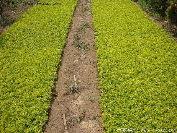 <a href='http://m.zishuwang.com.cn/linmuzhongzi/1804.html' target='_blank'>金葉女貞</a><a href='http://m.zishuwang.com.cn/' target='_blank'>種子</a>