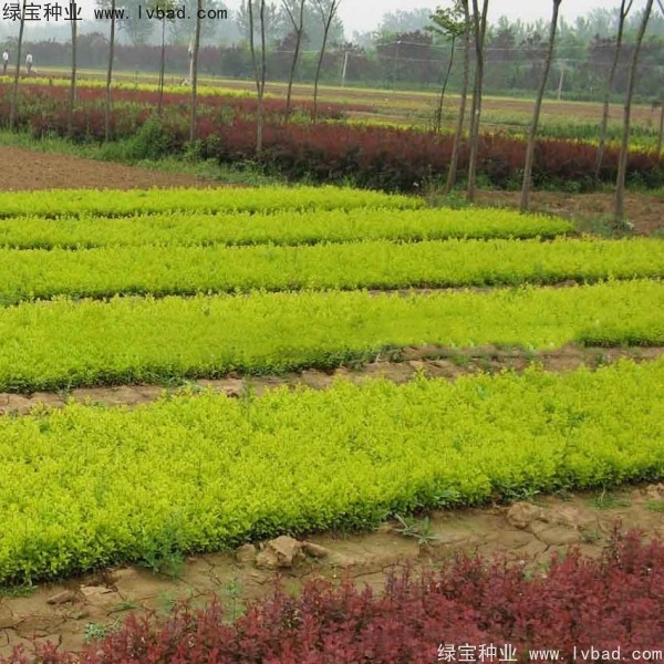 <a href='http://m.zishuwang.com.cn/linmuzhongzi/1804.html' target='_blank'>金葉女貞種子</a>