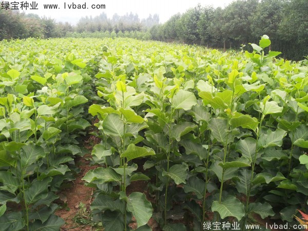 <a href='http://m.zishuwang.com.cn/linmuzhongzi/1813.html' target='_blank'>玉蘭種子</a>
