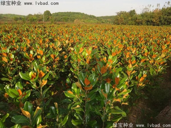 <a href='http://m.zishuwang.com.cn/linmuzhongzi/1813.html' target='_blank'>玉蘭種子</a>
