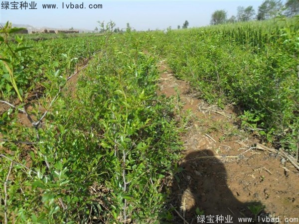 <a href='http://m.zishuwang.com.cn/linmuzhongzi/1814.html' target='_blank'>棗樹</a>
