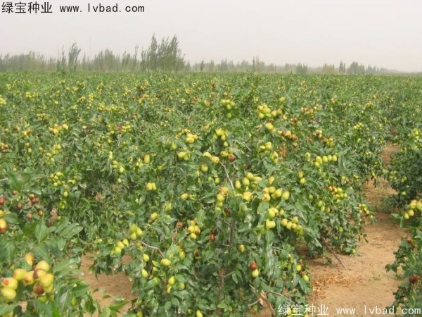 <a href='http://m.zishuwang.com.cn/linmuzhongzi/1814.html' target='_blank'>棗樹</a>
