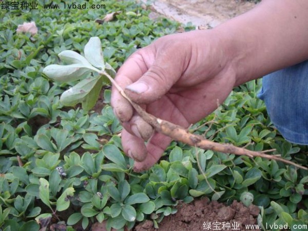 <a href='http://m.zishuwang.com.cn/linmuzhongzi/1830.html' target='_blank'>芍藥種子</a>