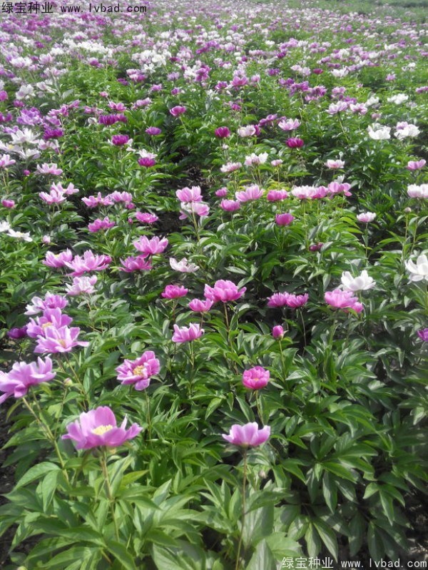 <a href='http://m.zishuwang.com.cn/linmuzhongzi/1830.html' target='_blank'>芍藥種子</a>