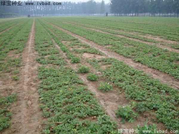 <a href='http://m.zishuwang.com.cn/linmuzhongzi/1830.html' target='_blank'>芍藥種子</a>