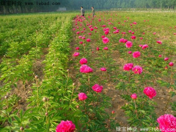 芍藥<a href='http://m.zishuwang.com.cn/' target='_blank'>種子</a>
