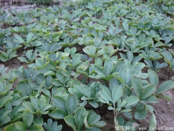 芍藥<a href='http://m.zishuwang.com.cn/' target='_blank'>種子</a>