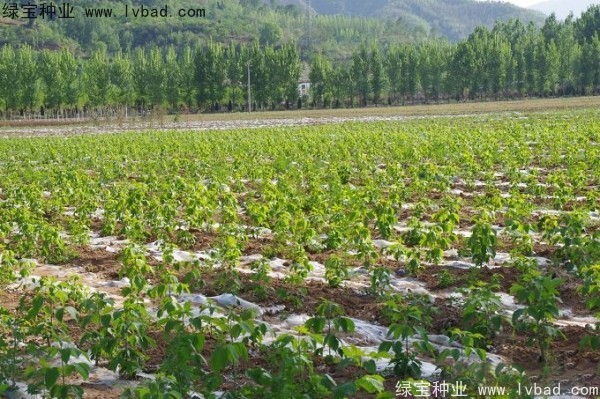 復(fù)葉槭<a href='http://m.zishuwang.com.cn/' target='_blank'>種子</a>