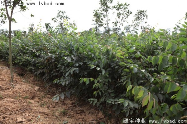 <a href='http://m.zishuwang.com.cn/linmuzhongzi/1844.html' target='_blank'>櫸樹</a><a href='http://m.zishuwang.com.cn/' target='_blank'>種子</a>