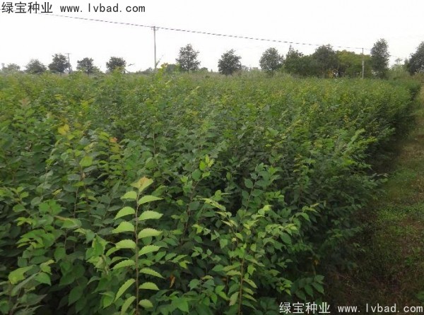 <a href='http://m.zishuwang.com.cn/linmuzhongzi/1844.html' target='_blank'>櫸樹種子</a>