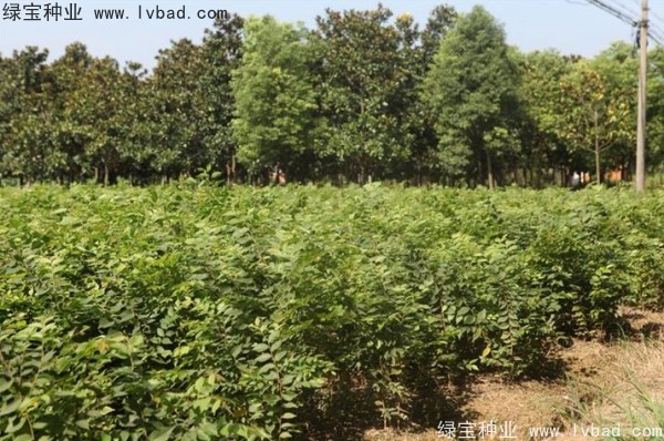 <a href='http://m.zishuwang.com.cn/linmuzhongzi/1844.html' target='_blank'>櫸樹種子</a>