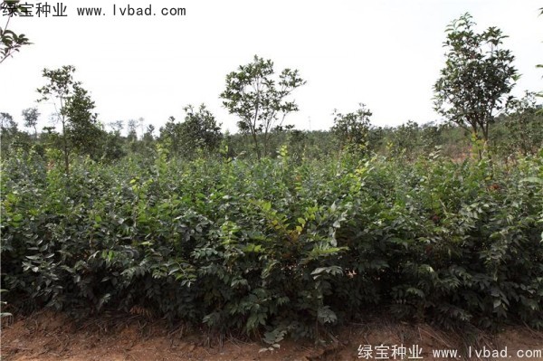 櫸樹<a href='http://m.zishuwang.com.cn/' target='_blank'>種子</a>