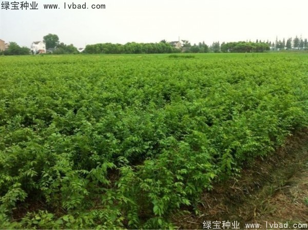<a href='http://m.zishuwang.com.cn/linmuzhongzi/1844.html' target='_blank'>櫸樹種子</a>