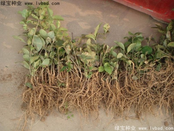 <a href='http://m.zishuwang.com.cn/linmuzhongzi/1846.html' target='_blank'>流蘇種子</a>