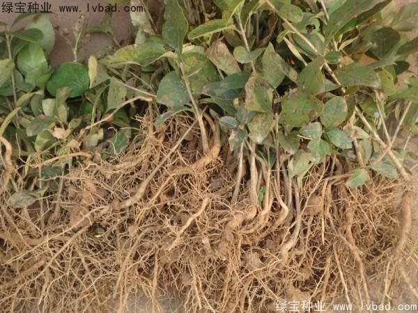 <a href='http://m.zishuwang.com.cn/linmuzhongzi/1846.html' target='_blank'>流蘇</a><a href='http://m.zishuwang.com.cn/' target='_blank'>種子</a>