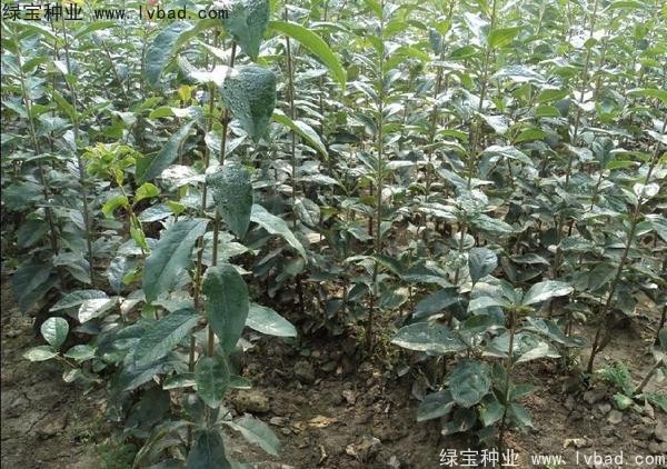 <a href='http://m.zishuwang.com.cn/linmuzhongzi/1846.html' target='_blank'>流蘇種子</a>