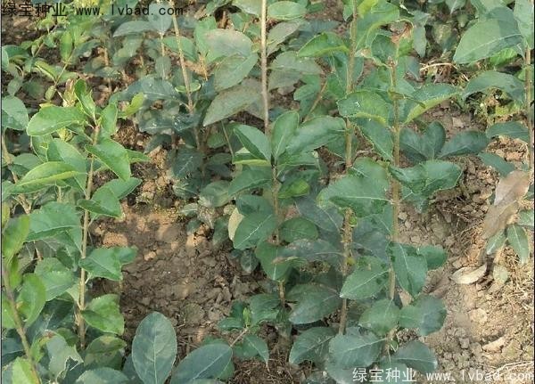 <a href='http://m.zishuwang.com.cn/linmuzhongzi/1846.html' target='_blank'>流蘇種子</a>