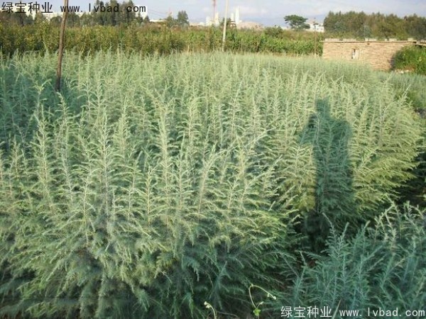 <a href='http://m.zishuwang.com.cn/linmuzhongzi/1853.html' target='_blank'>雪松種子</a>