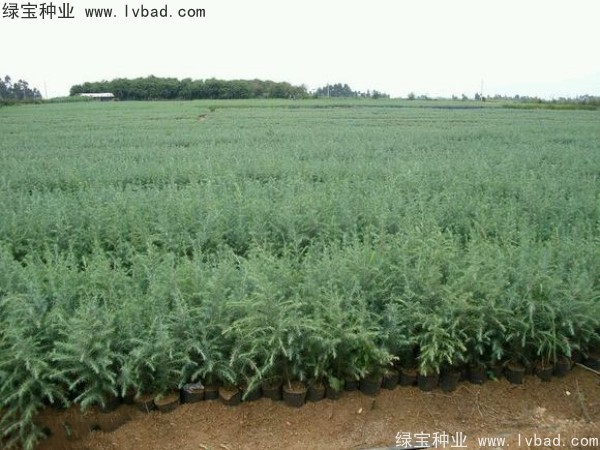 <a href='http://m.zishuwang.com.cn/linmuzhongzi/1853.html' target='_blank'>雪松種子</a>