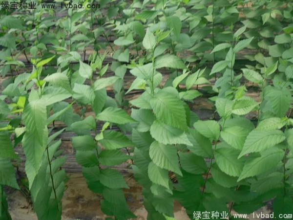 <a href='http://m.zishuwang.com.cn/linmuzhongzi/1854.html' target='_blank'>榆樹種子</a>