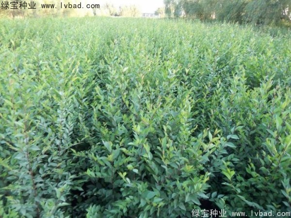 <a href='http://m.zishuwang.com.cn/linmuzhongzi/1854.html' target='_blank'>榆樹種子</a>