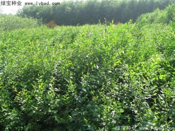 <a href='http://m.zishuwang.com.cn/linmuzhongzi/1854.html' target='_blank'>榆樹種子</a>