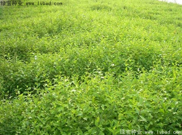 榆樹<a href='http://m.zishuwang.com.cn/' target='_blank'>種子</a>