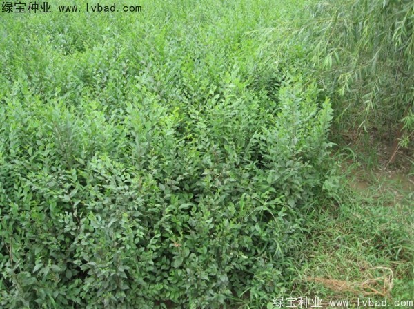 <a href='http://m.zishuwang.com.cn/linmuzhongzi/1854.html' target='_blank'>榆樹</a><a href='http://m.zishuwang.com.cn/' target='_blank'>種子</a>