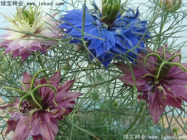 <a href='http://m.zishuwang.com.cn/caohuazhongzi/1026.html' target='_blank'>波斯寶石</a>