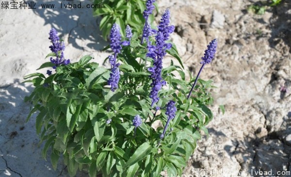 芳香<a href='http://m.zishuwang.com.cn/caohuazhongzi/1626.html' target='_blank'>鼠尾草</a><a href='http://m.zishuwang.com.cn/' target='_blank'>種子</a>