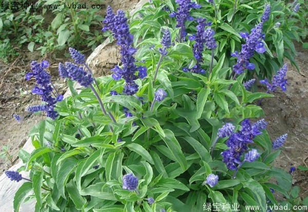<a href='http://m.zishuwang.com.cn/caohuazhongzi/1044.html' target='_blank'>芳香鼠尾草種子</a>