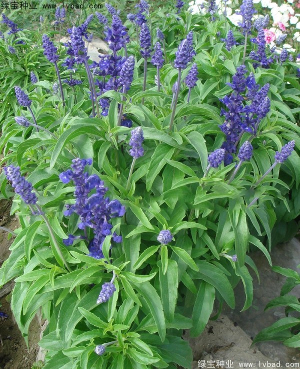 <a href='http://m.zishuwang.com.cn/caohuazhongzi/1044.html' target='_blank'>芳香鼠尾草</a>種子