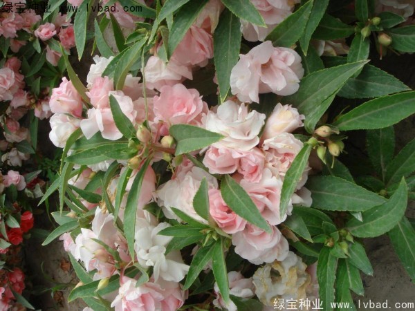 <a href='http://m.zishuwang.com.cn/caohuazhongzi/1655.html' target='_blank'>指甲花</a>種子