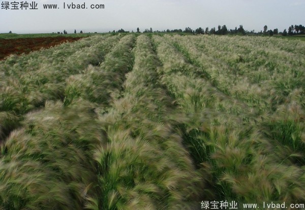 <a href='http://m.zishuwang.com.cn/caohuazhongzi/1055.html' target='_blank'>狗尾草種子</a>