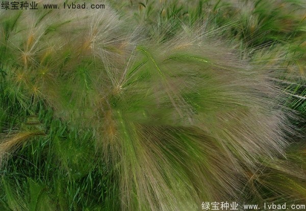<a href='http://m.zishuwang.com.cn/caohuazhongzi/1055.html' target='_blank'>狗尾草</a><a href='http://m.zishuwang.com.cn/' target='_blank'>種子</a>