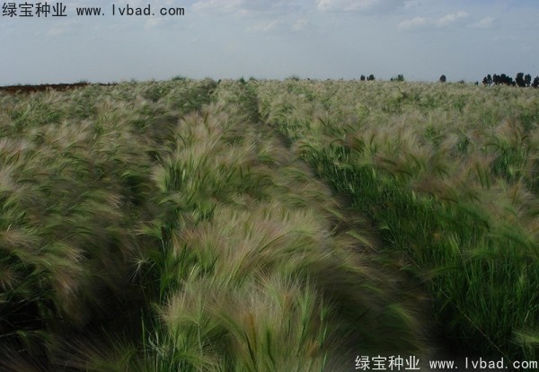 <a href='http://m.zishuwang.com.cn/caohuazhongzi/1055.html' target='_blank'>狗尾草種子</a>