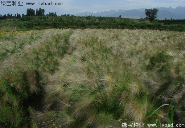 <a href='http://m.zishuwang.com.cn/caohuazhongzi/1055.html' target='_blank'>狗尾草</a><a href='http://m.zishuwang.com.cn/' target='_blank'>種子</a>