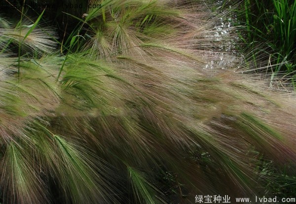 <a href='http://m.zishuwang.com.cn/caohuazhongzi/1055.html' target='_blank'>狗尾草種子</a>