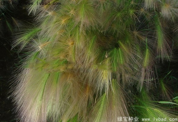 狗尾草<a href='http://m.zishuwang.com.cn/' target='_blank'>種子</a>