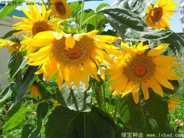 <a href='http://m.zishuwang.com.cn/caohuazhongzi/1057.html' target='_blank'>觀賞向日葵種子</a>